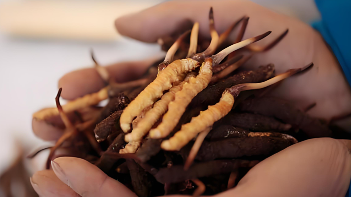 新鮮冬蟲(chóng)夏草能保存多久？科學(xué)保存指南來(lái)了