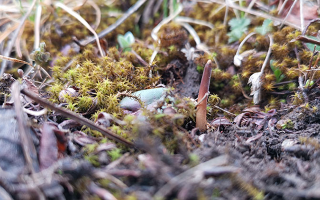 鮮冬蟲夏草辨別全攻略：識(shí)破真假，挑選優(yōu)質(zhì)好蟲草? ? ? ?