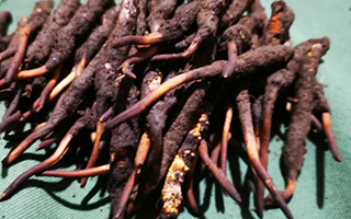 鮮冬蟲(chóng)夏草可以泡水喝嗎？深度解析其飲用之道