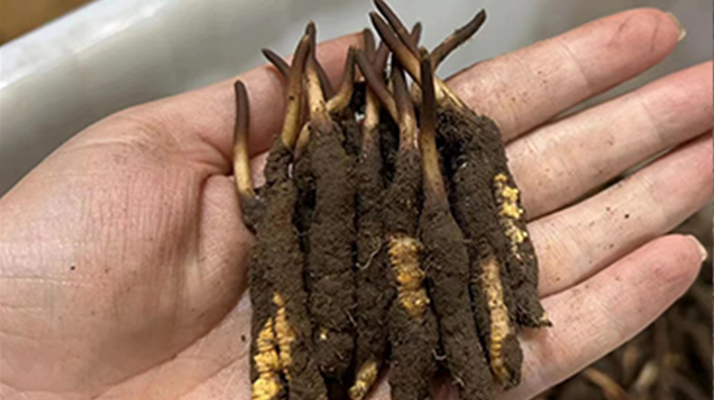 鎖住鮮蟲草的珍貴：科學存放指南