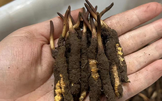 鎖住鮮蟲草的珍貴：科學存放指南