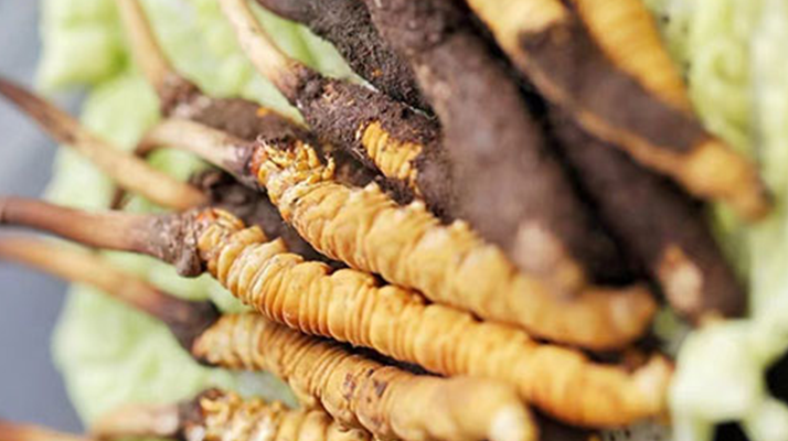 新鮮冬蟲夏草打包發貨全流程詳解：確保品質與時效的關鍵