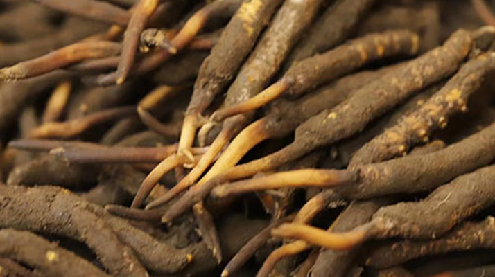 如何挑選<a href=http://m.gmsign.com.cn/xinxian/ target=_blank class=infotextkey>新<a href=http://m.gmsign.com.cn/xinxian/ target=_blank class=infotextkey>鮮冬蟲夏草</a></a>？掌握這幾個關鍵技巧