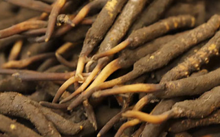 如何挑選新鮮冬蟲夏草？掌握這幾個關鍵技巧