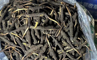 冬蟲夏草可以吃鮮的嗎？一文為你揭秘
