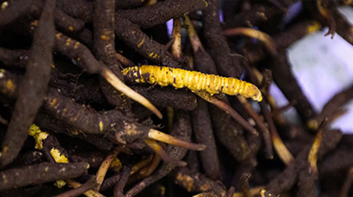 冬蟲夏草鮮草冷凍保存全攻略：鎖住營養的科學方法