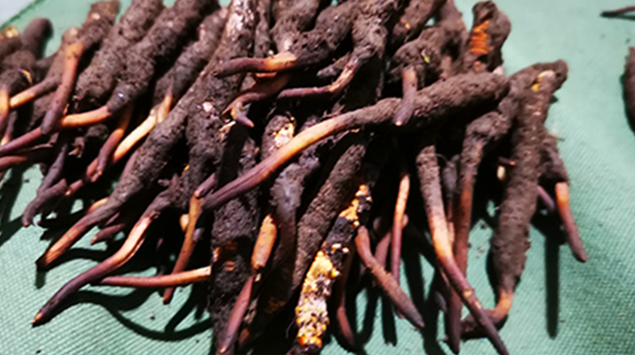 冬蟲夏草干品與鮮品的全方位差異解析? ? ? ?