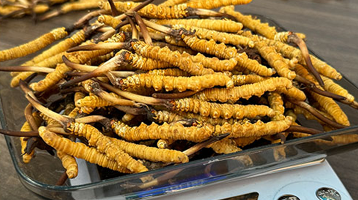 冬蟲(chóng)夏草鮮品價(jià)格揭秘