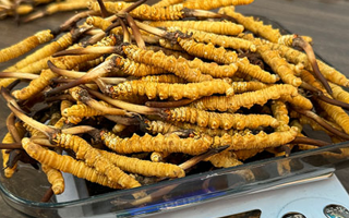 冬蟲(chóng)夏草鮮品價(jià)格揭秘