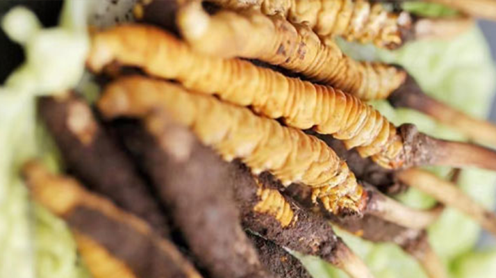 好的鮮<a href=http://m.gmsign.com.cn/jiage/ target=_blank class=infotextkey>冬蟲夏草價(jià)格</a>解析