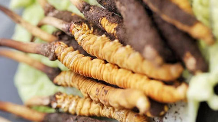 冬蟲夏草鮮草可以生吃嗎？一文解讀食用真相