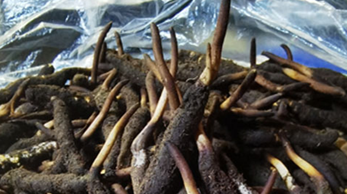 冬蟲夏草鮮草能不能泡酒？科學解析與實用指南