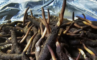 冬蟲夏草鮮草能不能泡酒？科學解析與實用指南