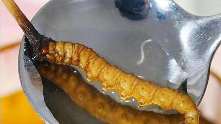 一口嘗鮮：鮮冬蟲夏草的味覺奇遇