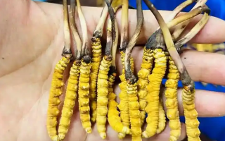 鮮冬蟲夏草出水怎么辦？實用處理指南