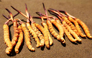 冬蟲夏草優劣鑒別指南