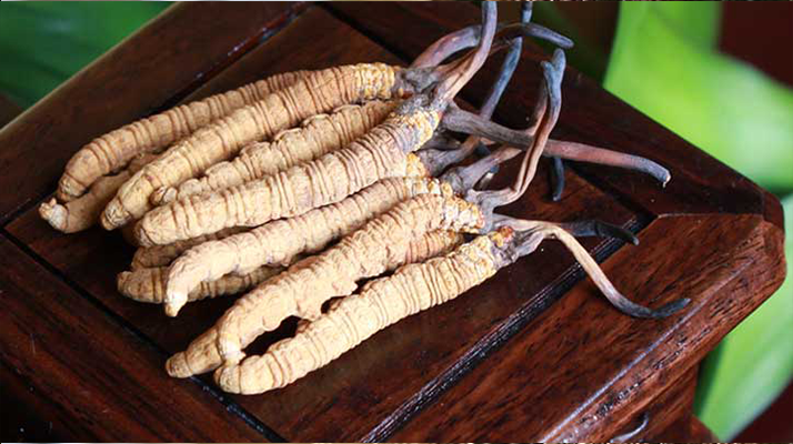 女孩家種冬蟲夏草好嗎？深度剖析種植可行性