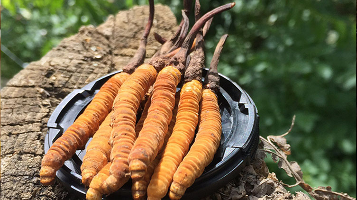 冬蟲夏草的產地有哪些地方？一文解鎖產地密碼