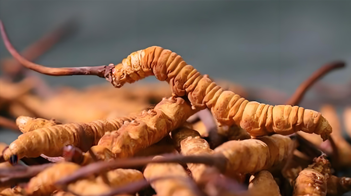 老人可以喝冬蟲夏草嗎？一文讀懂