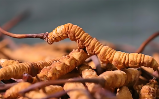 老人可以喝冬蟲夏草嗎？一文讀懂