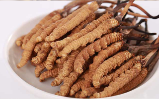 冬蟲夏草適合所有人群嗎？一文揭秘