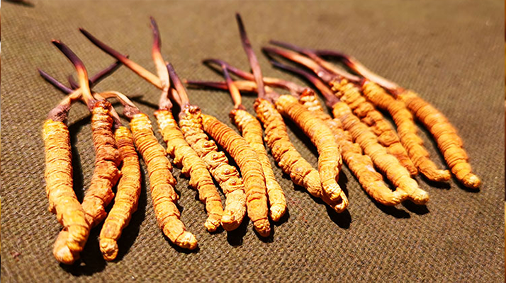 干海參 VS 冬蟲夏草：兩種滋補珍品的差異全解析