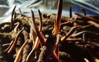 新鮮冬蟲夏草保存全攻略：鎖住營養(yǎng)，延長鮮味