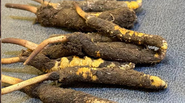 新鮮<a href=http://m.gmsign.com.cn/jiage/ target=_blank class=infotextkey>冬蟲(chóng)夏草價(jià)格</a>