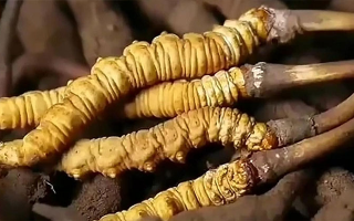 揭秘冬蟲夏草的神奇功效