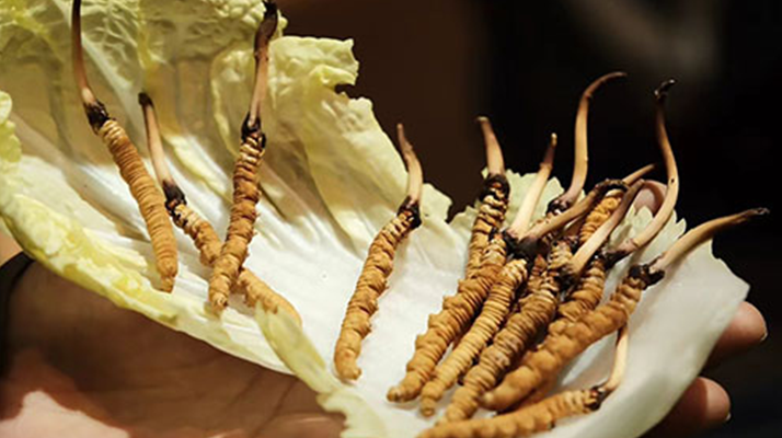 冬蟲(chóng)夏草為何鮮的好？深度解析鮮蟲(chóng)草的獨(dú)特優(yōu)勢(shì)