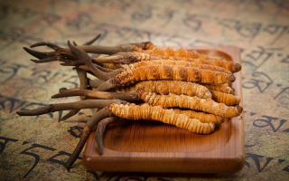 冬蟲夏草鮮草會上火嗎？科學解讀其食用特性