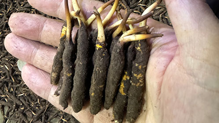 尋草之旅：踏上尋找<a href=http://m.gmsign.com.cn/xinxian/ target=_blank class=infotextkey>新<a href=http://m.gmsign.com.cn/xinxian/ target=_blank class=infotextkey>鮮冬蟲夏草</a></a>的征程