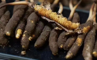 藏地鮮草與冬蟲夏草的區別解析