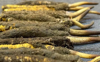 正宗新鮮冬蟲夏草的科學吃法指南