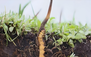 冬蟲夏草鮮草一天吃幾個？科學食用指南來了