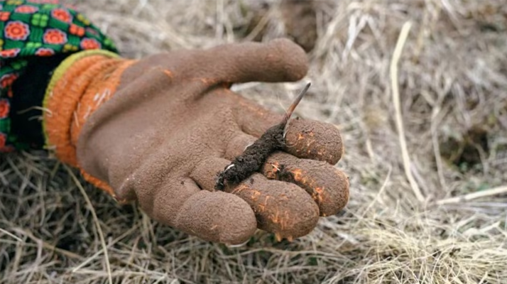 探秘純野生新鮮飽滿冬蟲夏草：自然饋贈的滋補瑰寶