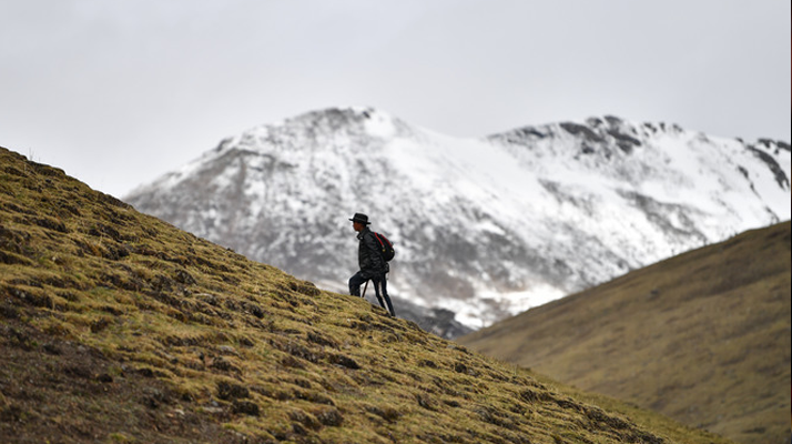 雪域珍寶：探秘鮮那曲冬蟲(chóng)夏草的獨(dú)特魅力