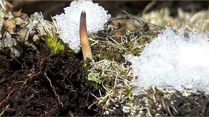 冰鮮的冬蟲夏草還能吃嗎？一文讀懂食用真相? ? ? ?