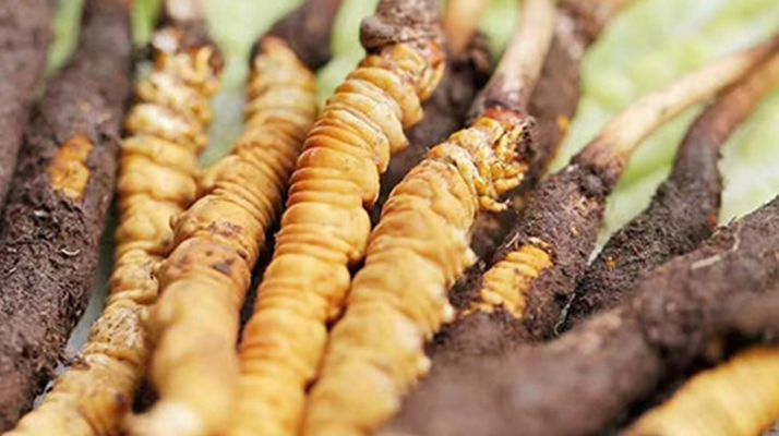 探秘冬蟲夏草鮮草的優質產地：哪里的才是上佳之選