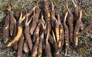 新鮮冬蟲夏草保存全攻略：鎖住營養(yǎng)與品質