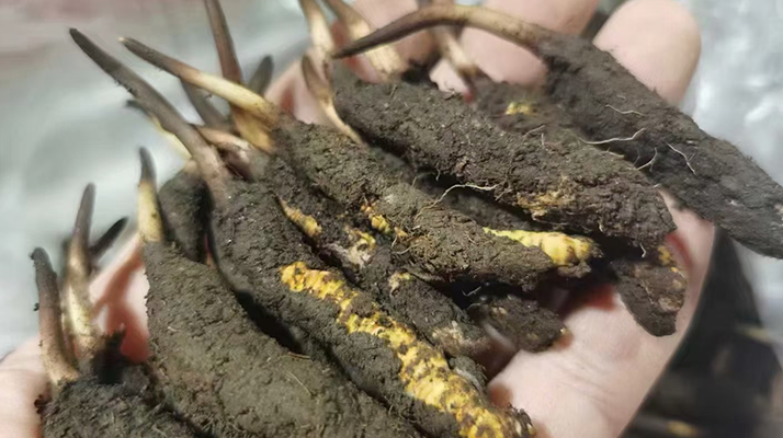 鮮冬蟲夏草保存全攻略：鎖住營養不流失