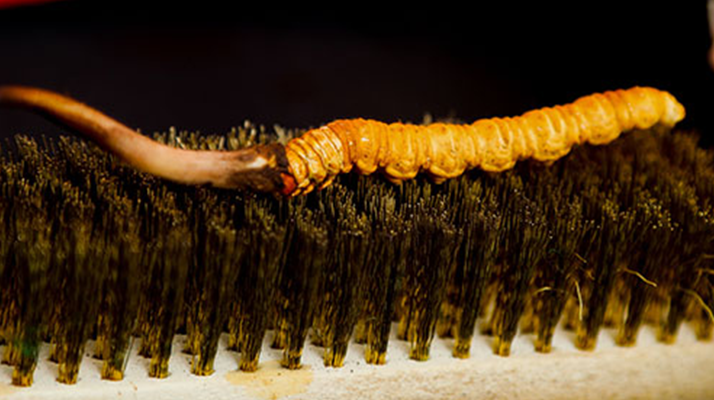 鮮冬蟲夏草什么口感最好？探尋舌尖上的滋補美味? ? ? ?