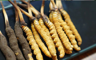 鮮冬蟲夏草什么季節最好？滋補時機大揭秘