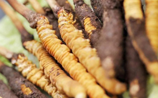 鮮冬蟲夏草哪個尺寸最好？一文讀懂，不再糾結