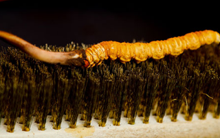 鮮冬蟲夏草什么口感最好？探尋舌尖上的滋補美味? ? ? ?