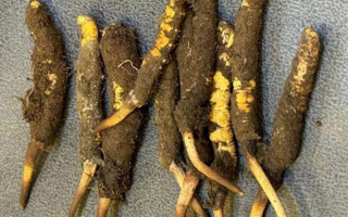 野生冬蟲夏草一斤多少錢？多維度價格解析