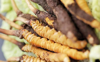 鮮蟲草一根多少錢？多因素交織下的價(jià)格剖析