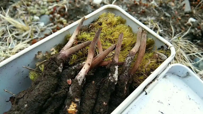 如何選購優質冬蟲夏草