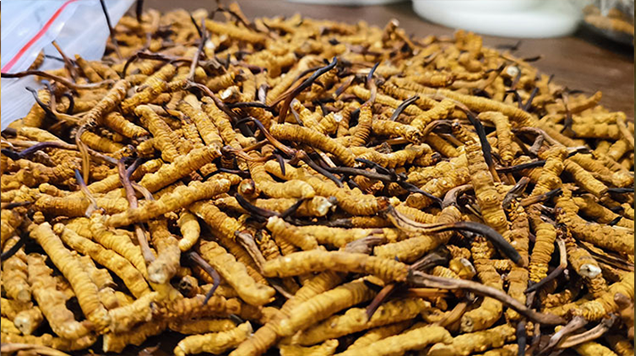 <a href=http://m.gmsign.com.cn/ target=_blank class=infotextkey>冬蟲夏草</a>市場價格解碼：從黃金克價到價值迷霧