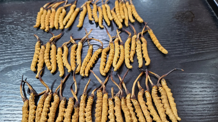 冬蟲夏草是如何形成的？揭秘"軟黃金"的誕生之謎?